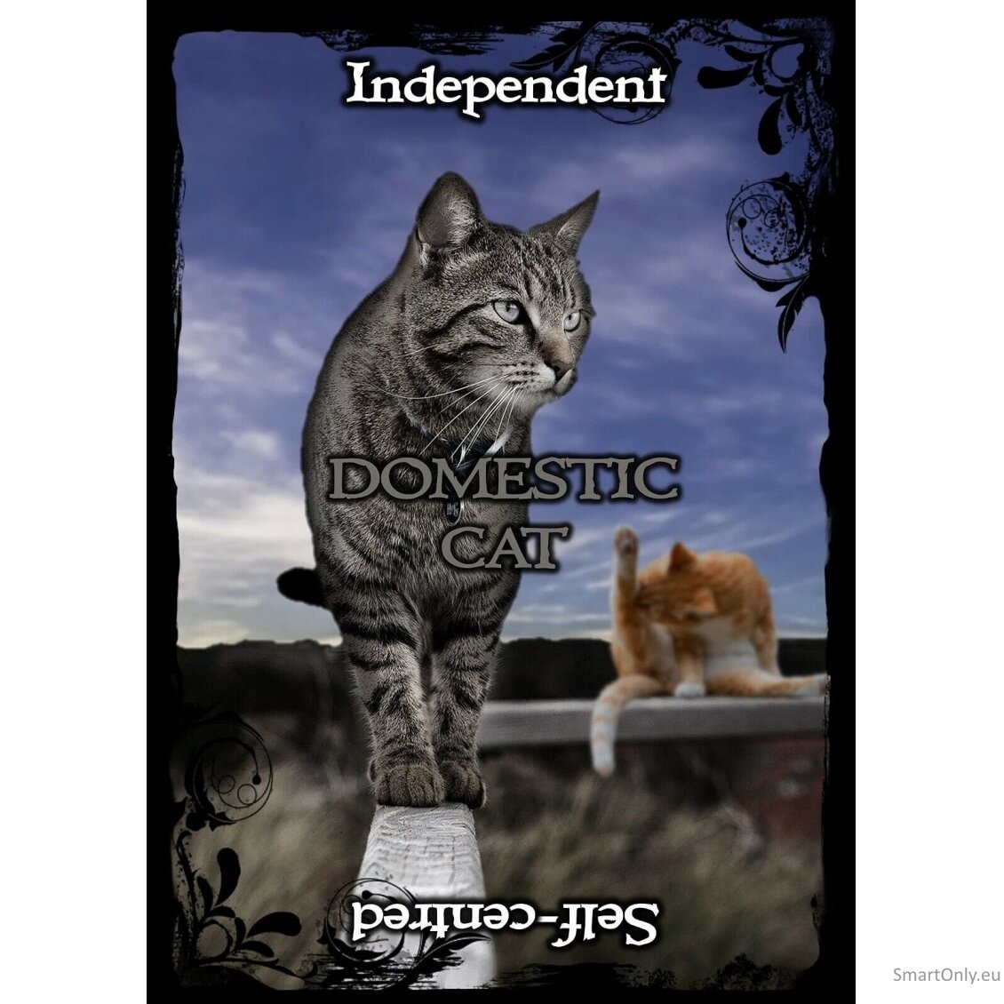 Animal Guidance And Aspects Oracle kortos Solarus 4 Animal Guidance And Aspects Oracle kortos Solarus 4