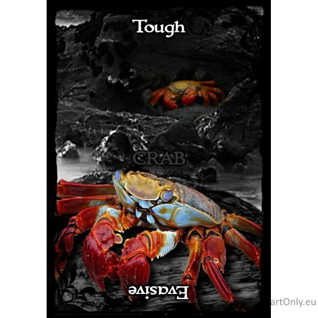 Animal Guidance And Aspects Oracle kortos Solarus 5 Animal Guidance And Aspects Oracle kortos Solarus 5
