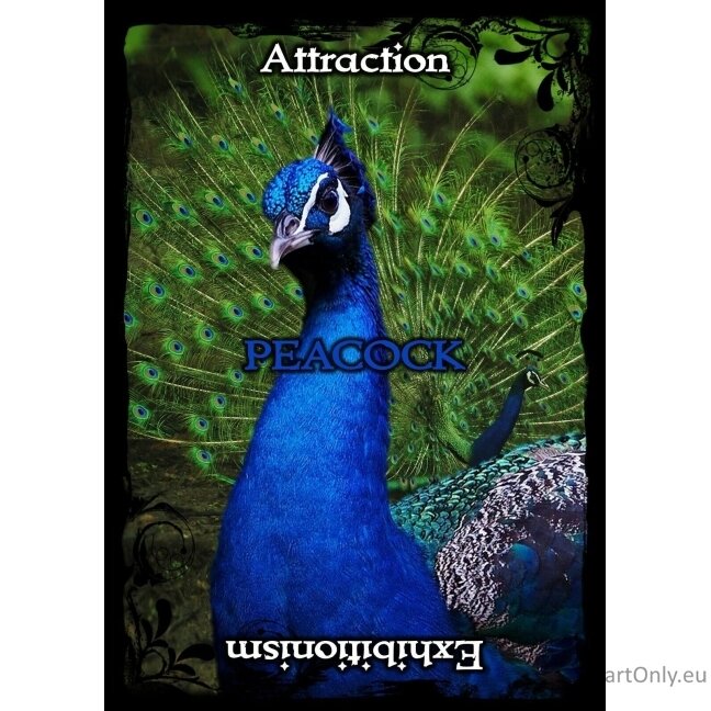 Animal Guidance And Aspects Oracle kortos Solarus 6 Animal Guidance And Aspects Oracle kortos Solarus 6