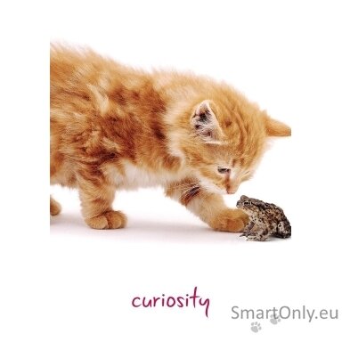 Cat Wisdom kortos Blue Angel