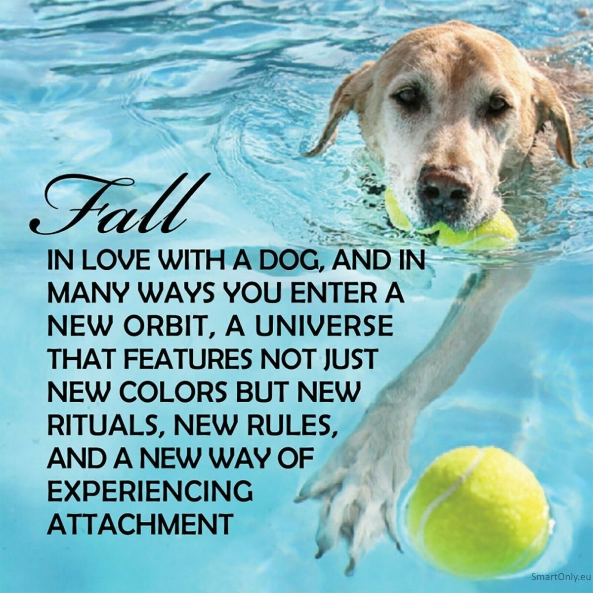 Inspirational Pup Notes: 60 Meilės ir Džiaugsmo kortų US Games Systems 3 Inspirational Pup Notes: 60 Meilės ir Džiaugsmo kortų US Games Systems 3