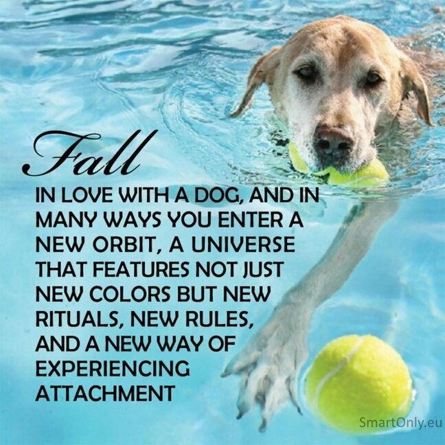 Inspirational Pup Notes: 60 Meilės ir Džiaugsmo kortų US Games Systems 3 Inspirational Pup Notes: 60 Meilės ir Džiaugsmo kortų US Games Systems 3