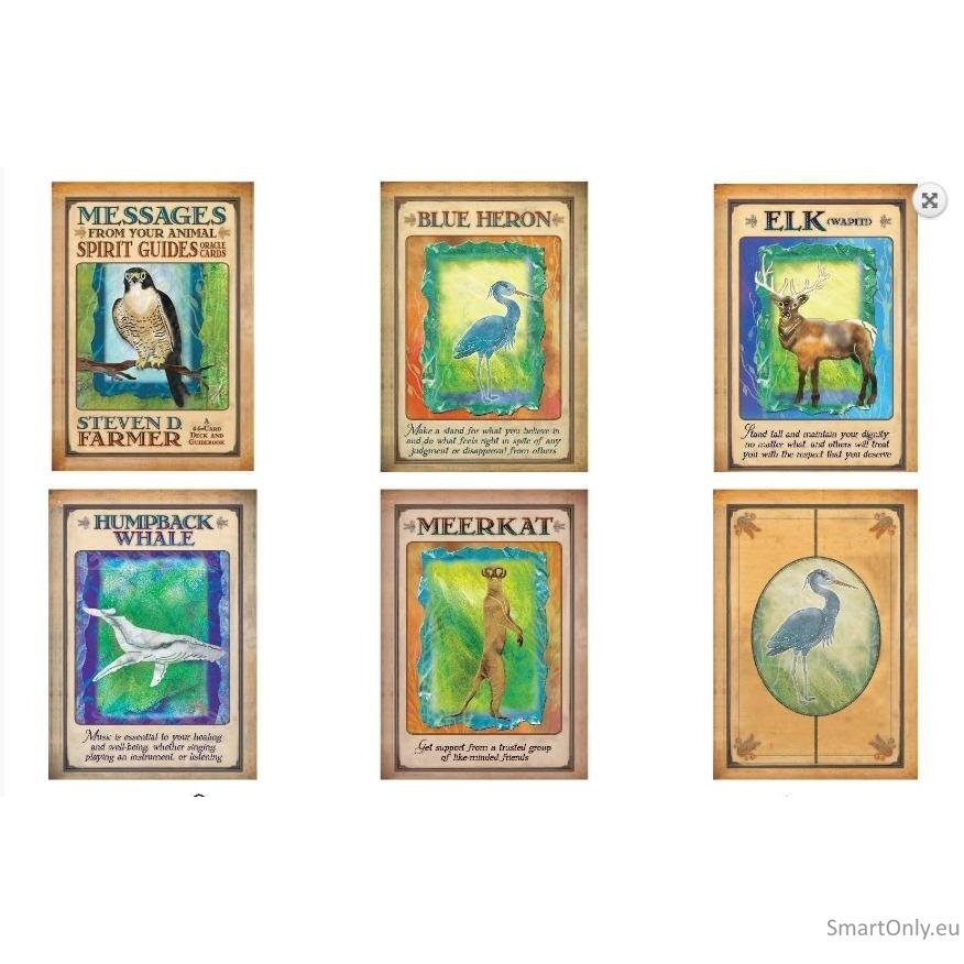 Messages From Your Animal Spirit Guides Oracle kortos Hay House 1 Messages From Your Animal Spirit Guides Oracle kortos Hay House 1