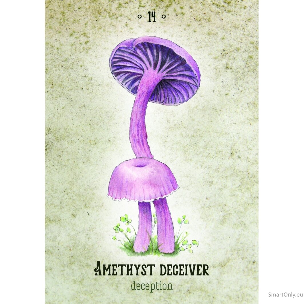 Mushroom Spirit Oracle kortos Rockpool Publishing 2 Mushroom Spirit Oracle kortos Rockpool Publishing 2
