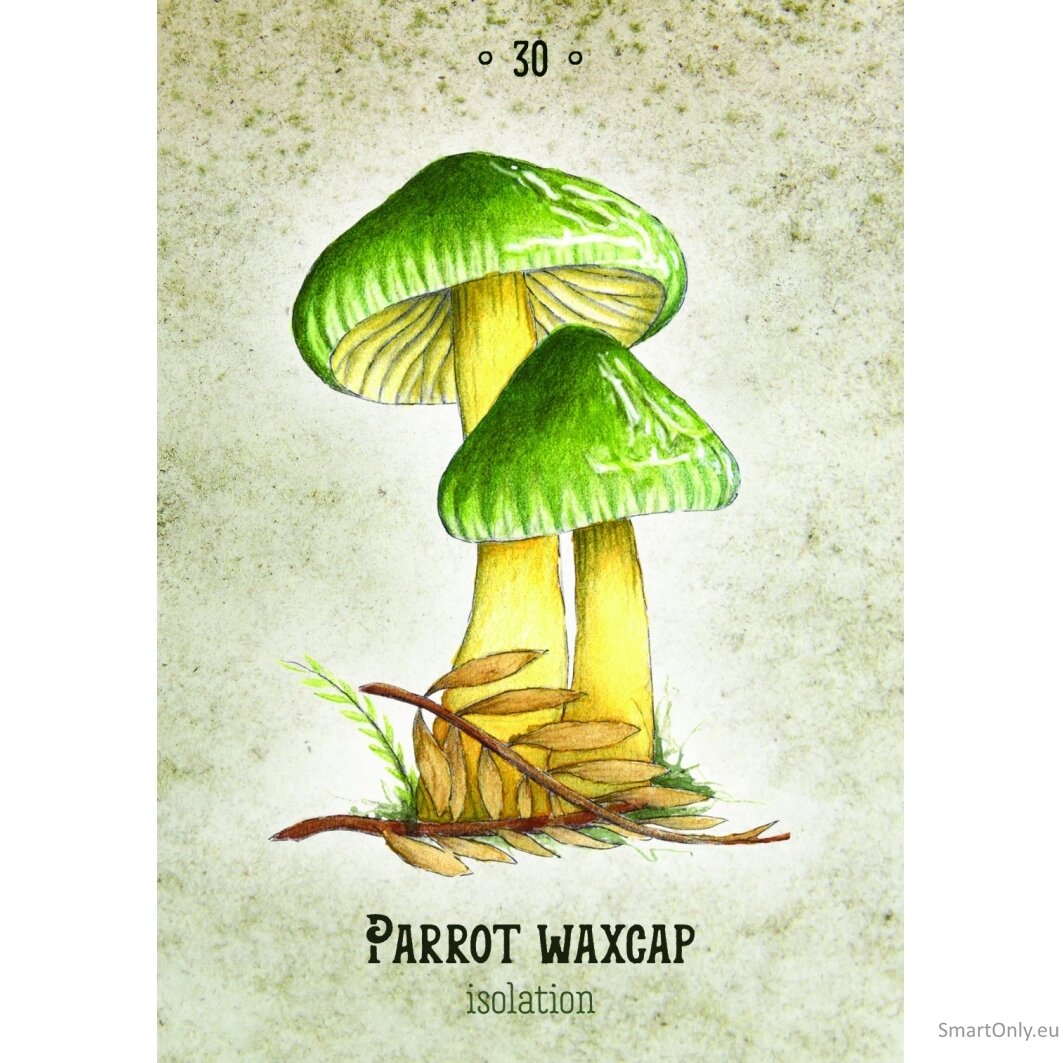 Mushroom Spirit Oracle kortos Rockpool Publishing 3