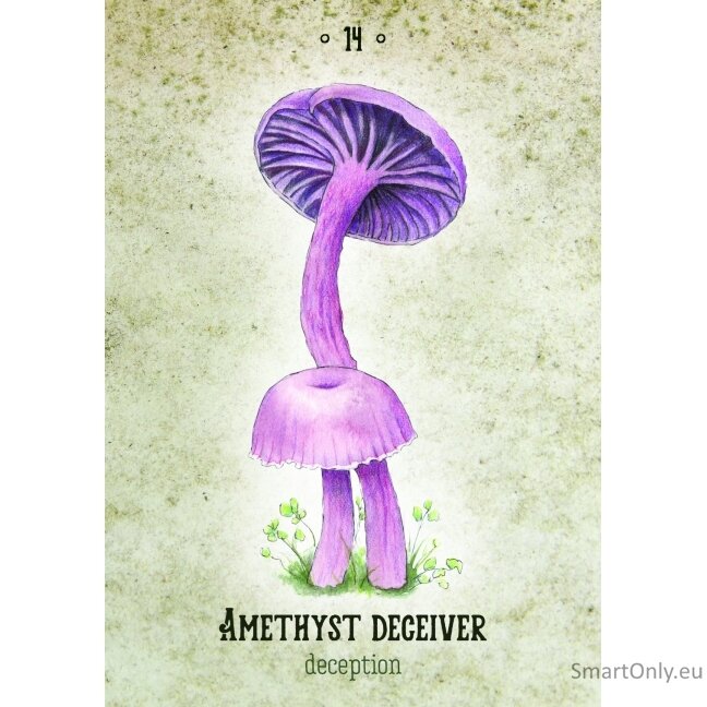 Mushroom Spirit Oracle kortos Rockpool Publishing 2 Mushroom Spirit Oracle kortos Rockpool Publishing 2