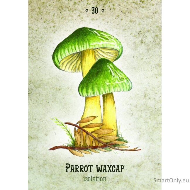 Mushroom Spirit Oracle kortos Rockpool Publishing 3