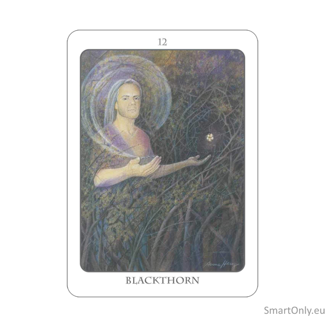 The Tree Angel Oracle kortų ir knygos rinkinys Earth Dancer 5 The Tree Angel Oracle kortų ir knygos rinkinys Earth Dancer 5