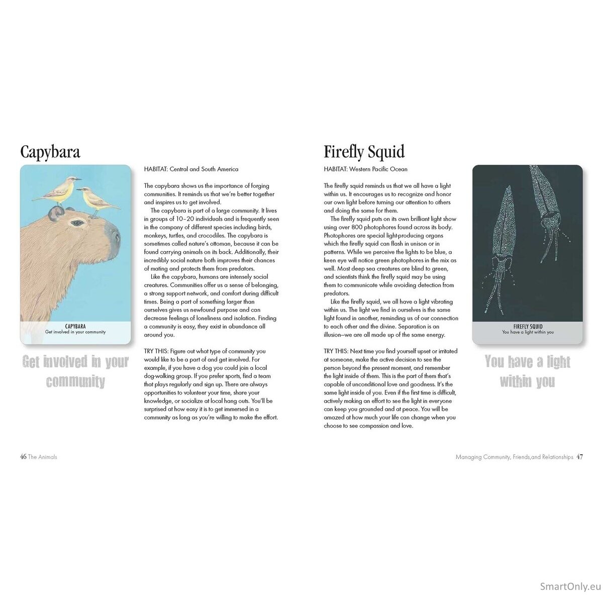 Unusual Animal Messages Oracle kortos Cico Books 5 Unusual Animal Messages Oracle kortos Cico Books 5