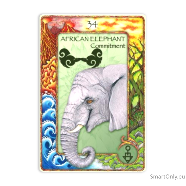 World Animal Dreaming Oracle kortos 4 World Animal Dreaming Oracle kortos 4